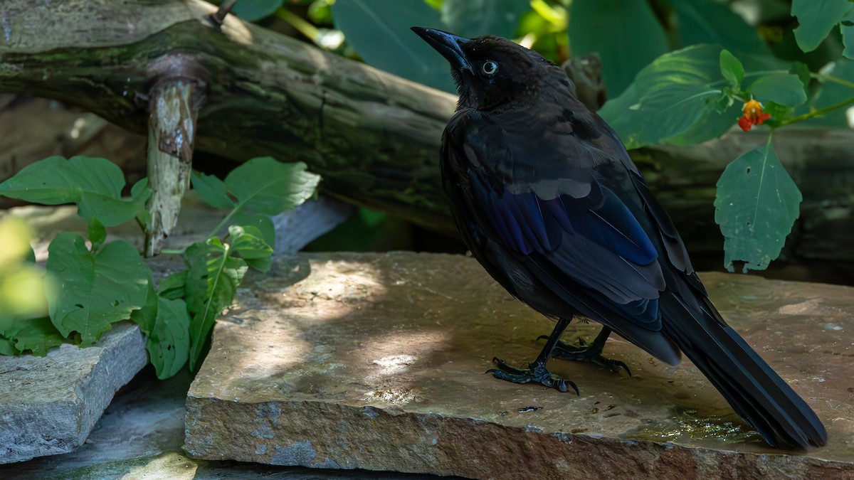 Common Grackle - ML641093667