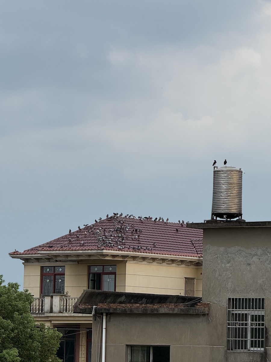 Хөхвөр тагтаа (суурин газрын) - ML641093682