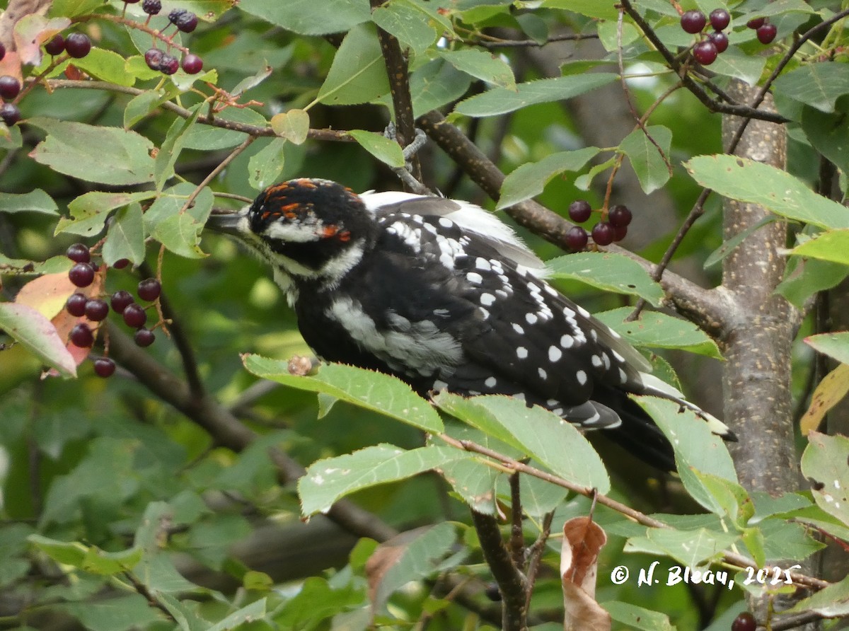 Yellow-bellied Sapsucker - ML641093688