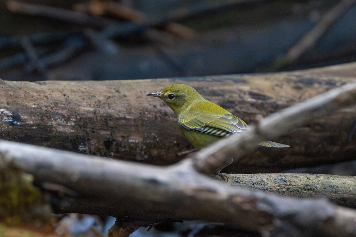 Tennessee Warbler - ML641093700