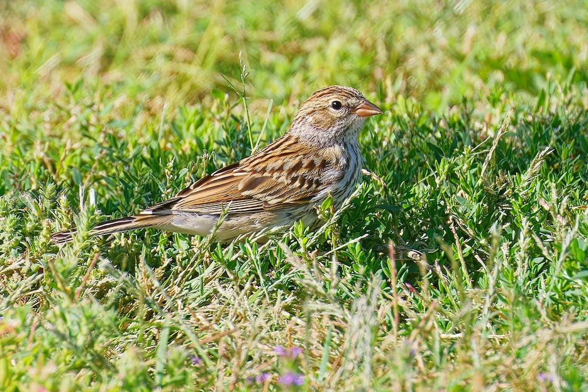Chipping Sparrow - ML641093701