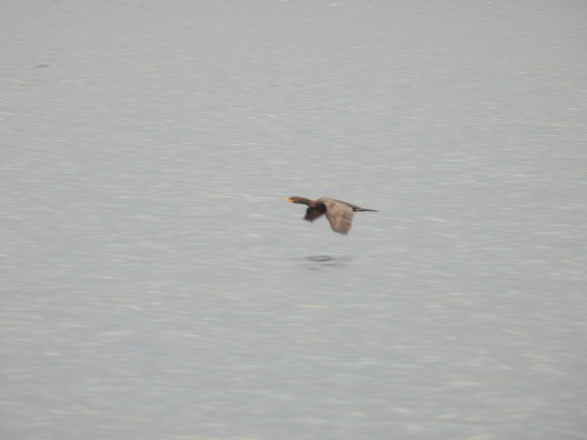 Double-crested Cormorant - ML641093737