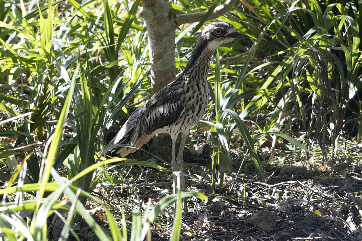 Bush Thick-knee - ML641093771