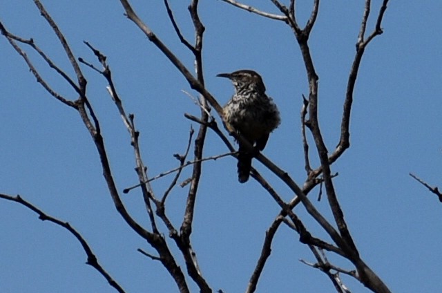 Cactus Wren - ML641093789