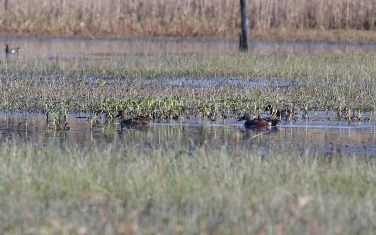 Australasian Shoveler - ML641093800