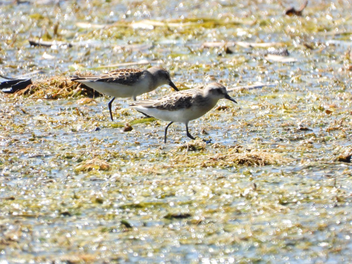 Sandstrandläufer - ML641093823