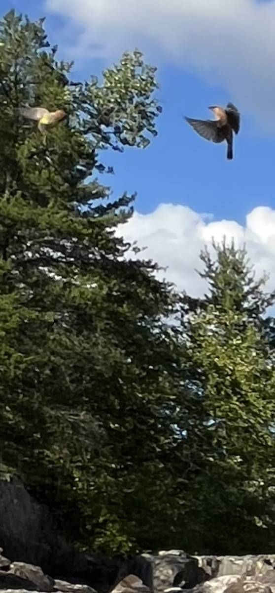 Cedar Waxwing - ML641093829