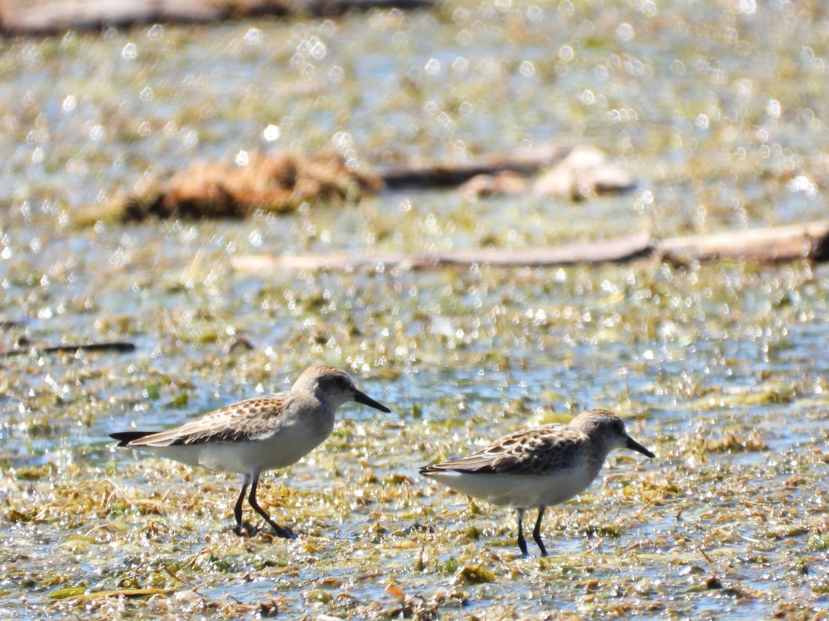 Sandstrandläufer - ML641093855