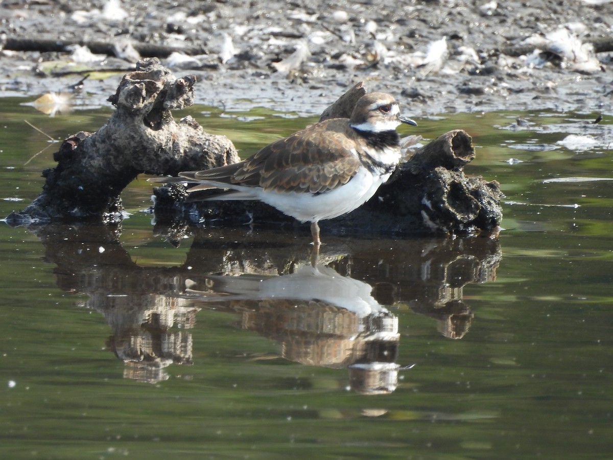 Killdeer - ML641093876