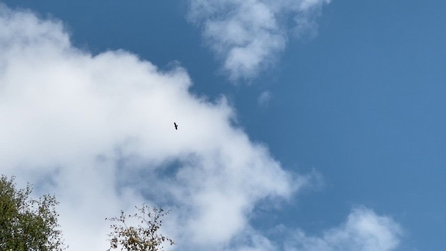 Common Buzzard (Western) - ML641093885