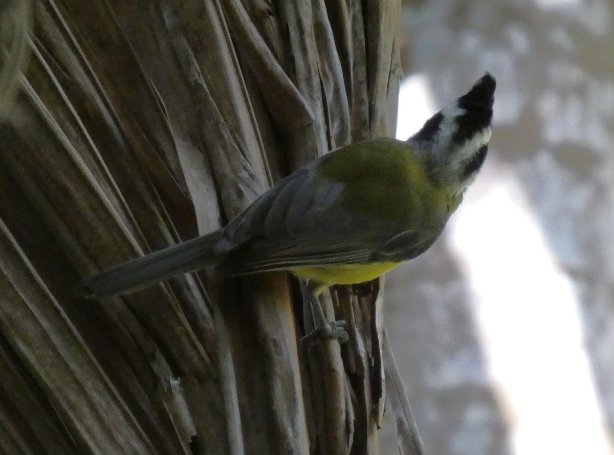 Eastern Shrike-tit - ML641093903