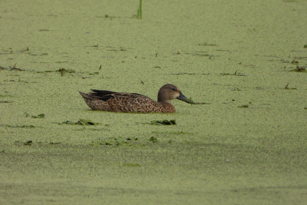 Blue-winged Teal - ML641093919