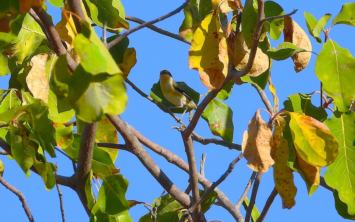 Striated Pardalote - ML641093926