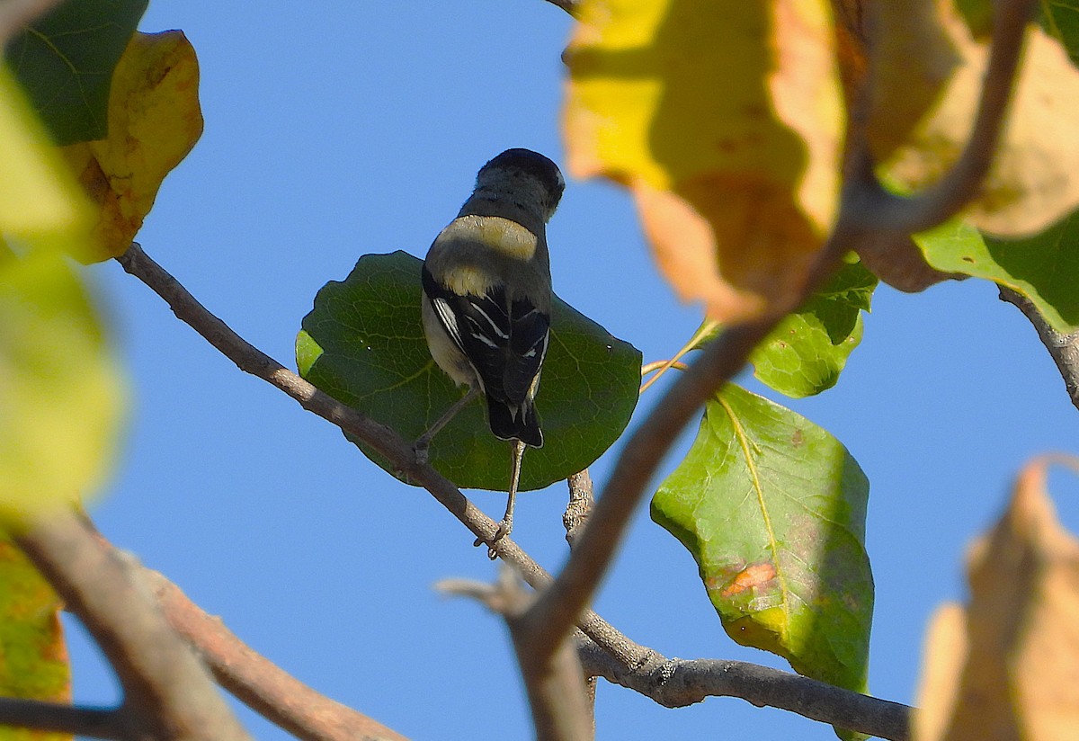 Striated Pardalote - ML641093935