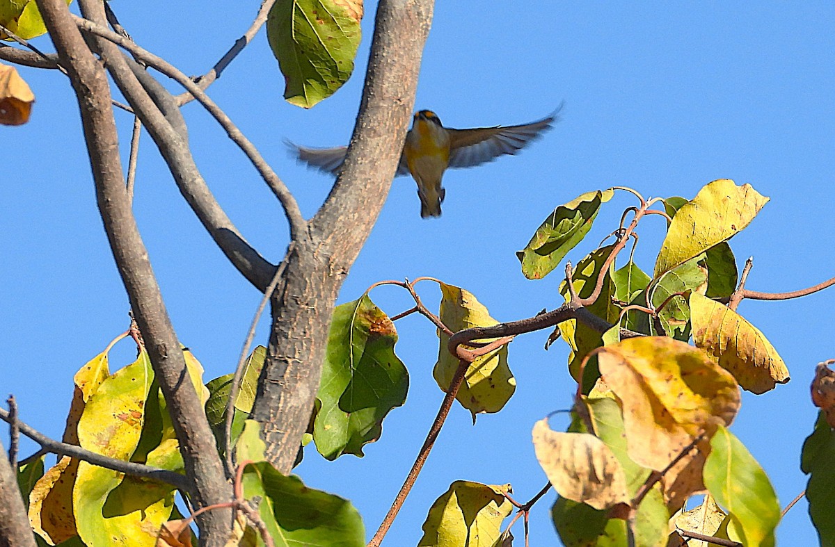 Striated Pardalote - ML641093938