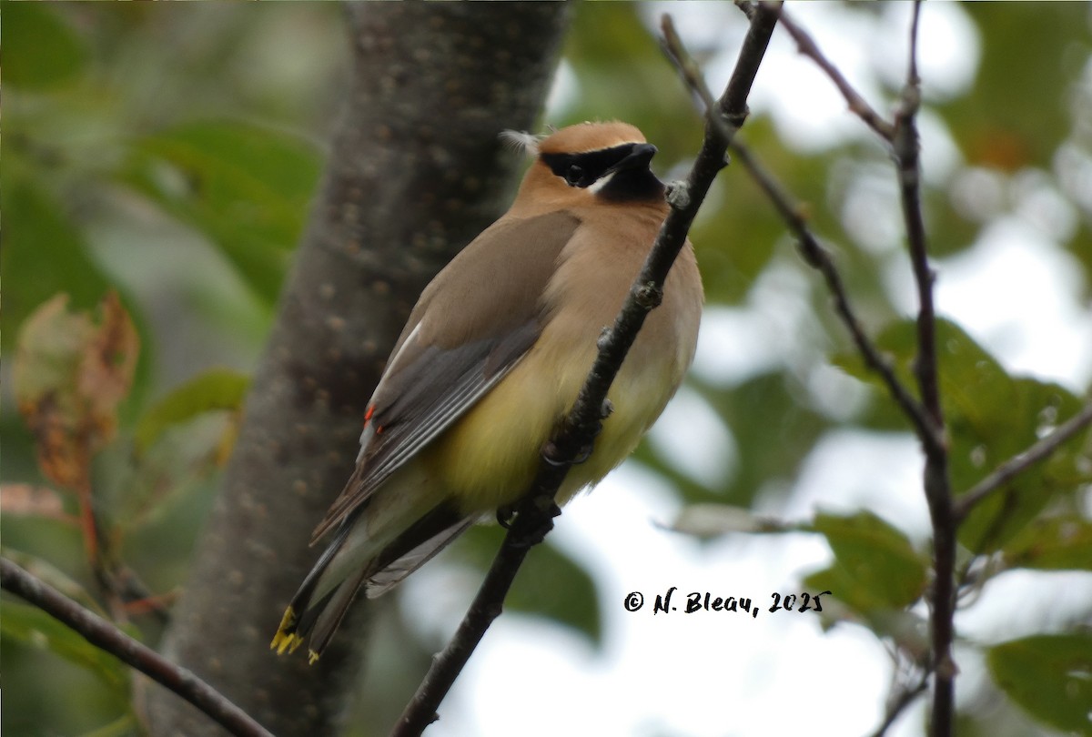 Cedar Waxwing - ML641093940