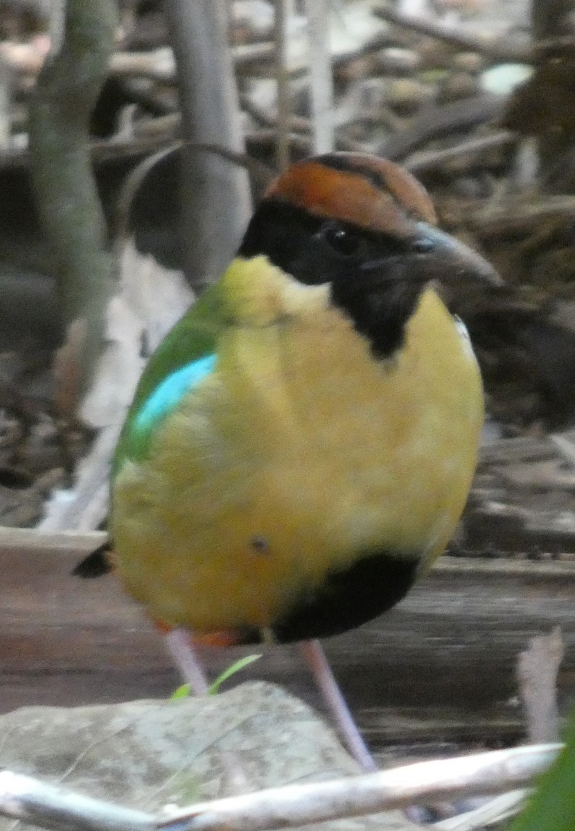 Noisy Pitta - ML641093941