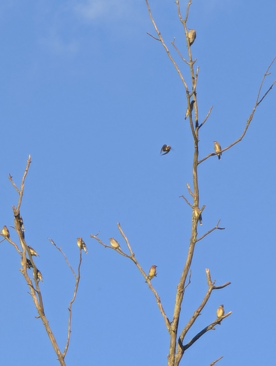 Cedar Waxwing - ML641093960