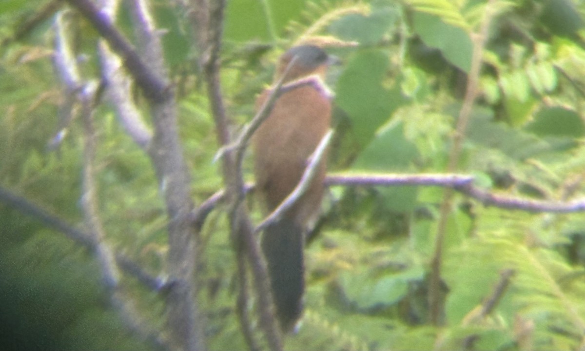 Gray-capped Cuckoo - ML641093992