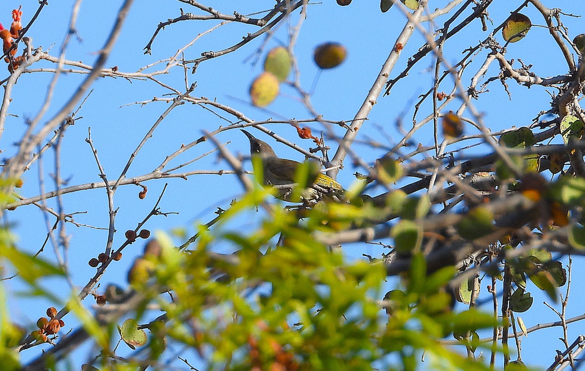 Brown Honeyeater - ML641093993