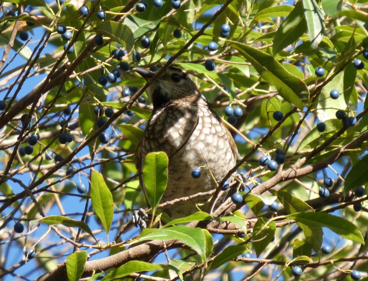 Regent Bowerbird - ML641094028