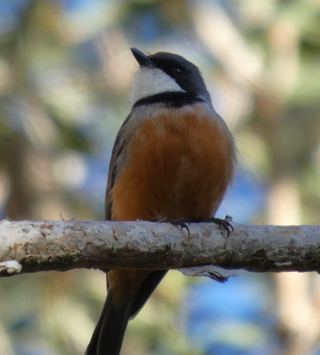 Rufous Whistler - ML641094051