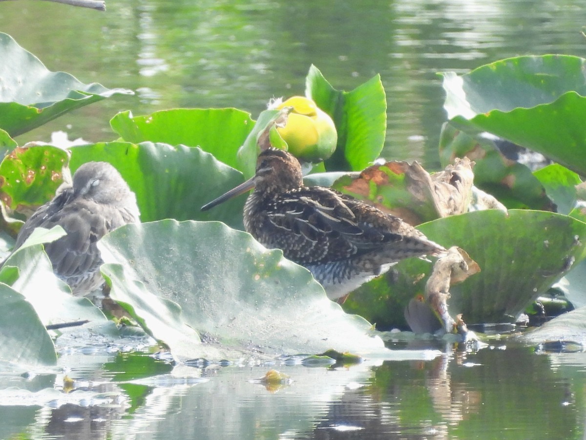 Wilson's Snipe - ML641094077