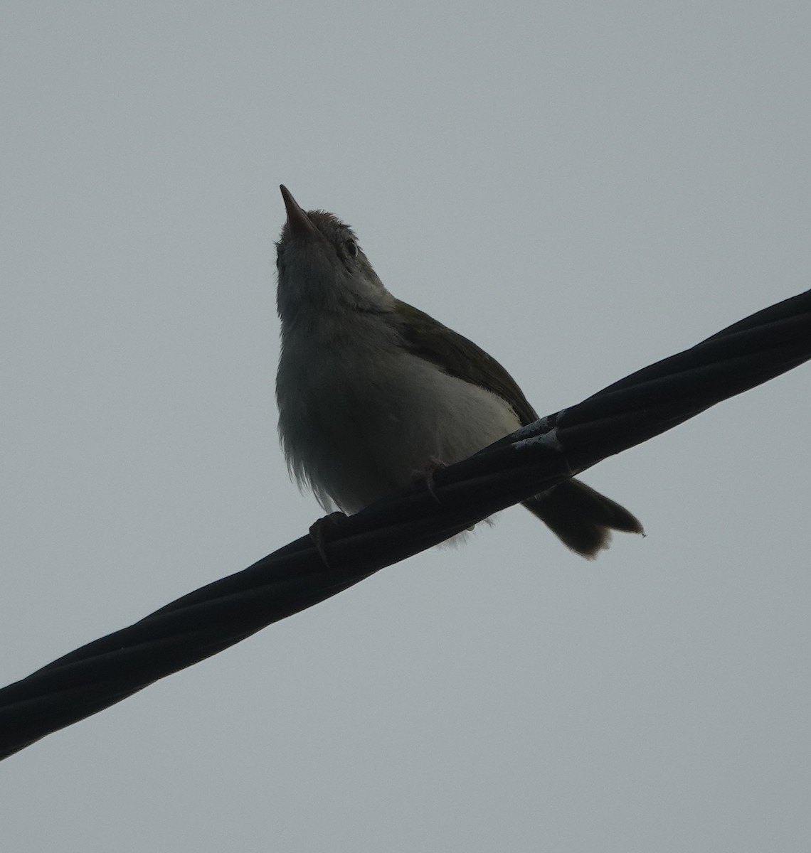 Common Tailorbird - ML641094097