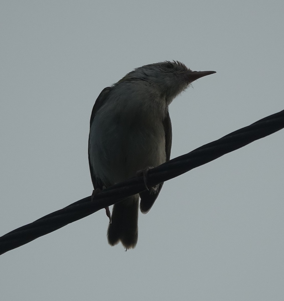 Common Tailorbird - ML641094099