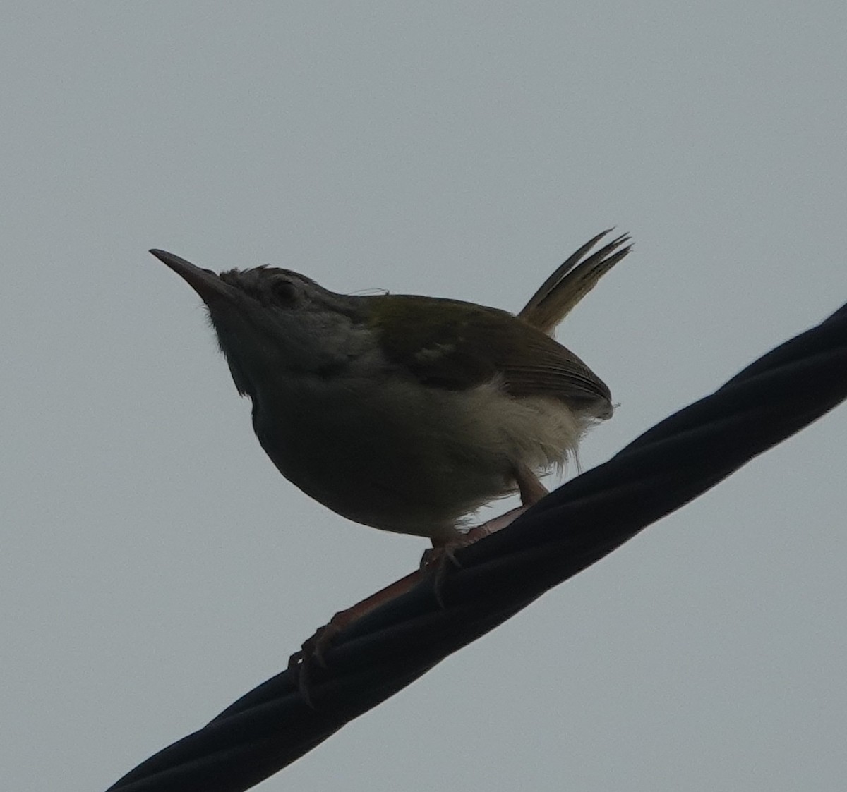 Common Tailorbird - ML641094100