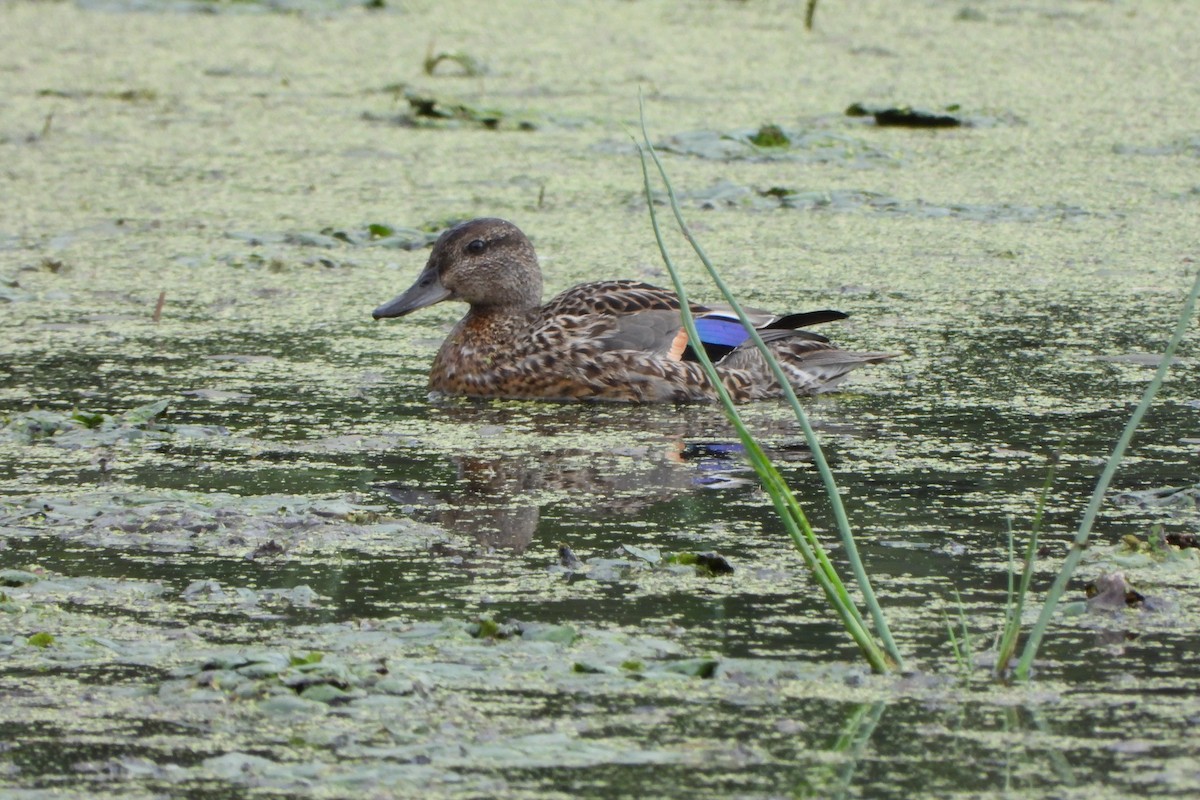 Green-winged Teal - ML641094121