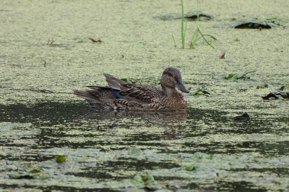 Green-winged Teal - ML641094137