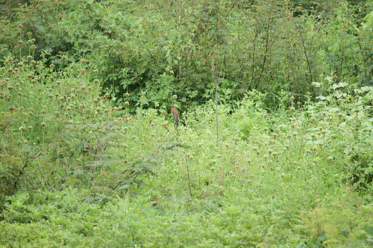 Gray-capped Cuckoo - ML641094143