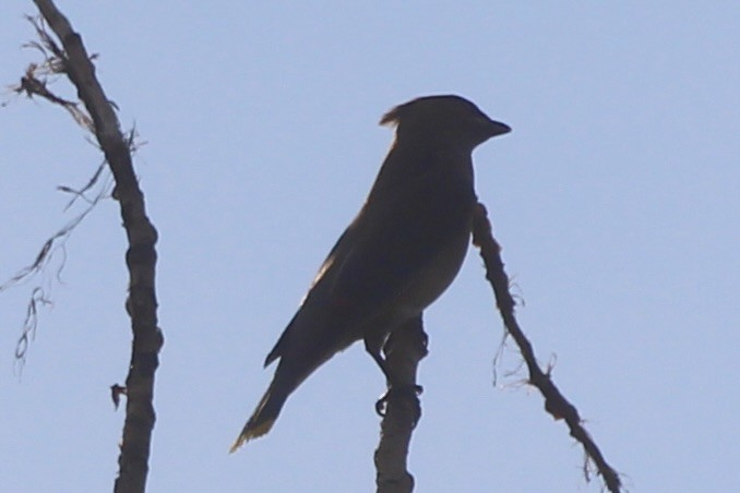 Cedar Waxwing - ML641094183