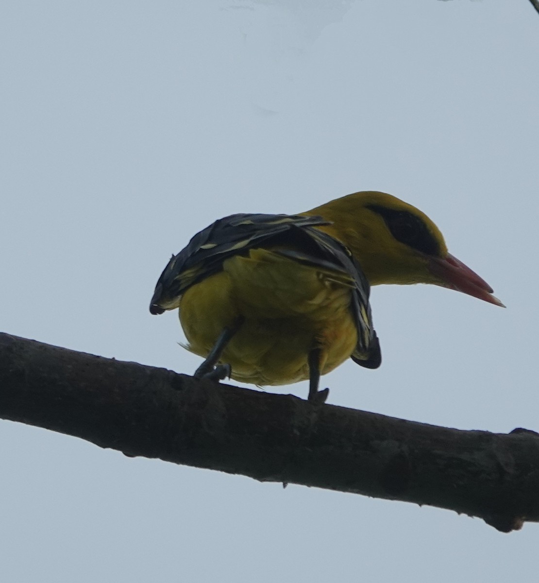 Oropéndola India - ML641094207