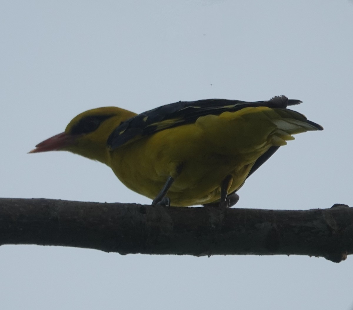 Oropéndola India - ML641094208