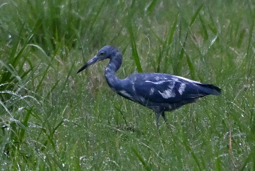 Little Blue Heron - ML641094219