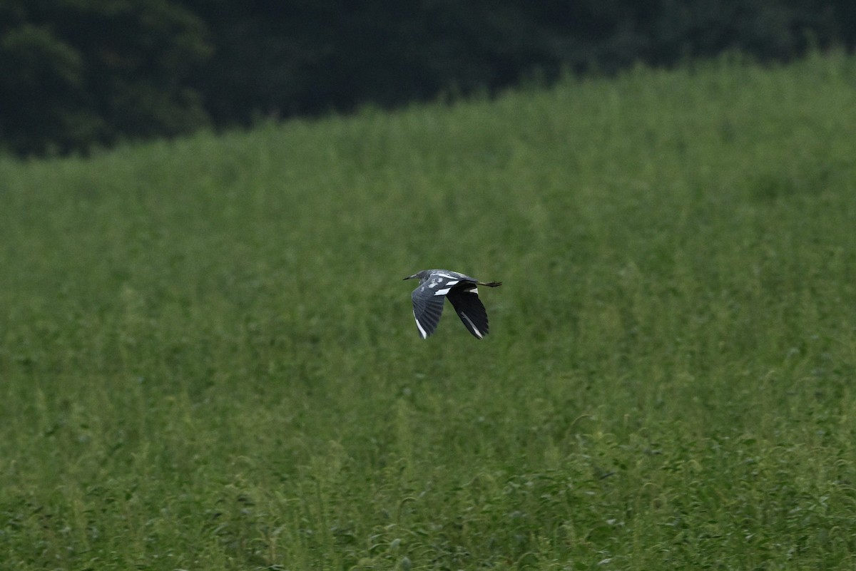 Little Blue Heron - ML641094220