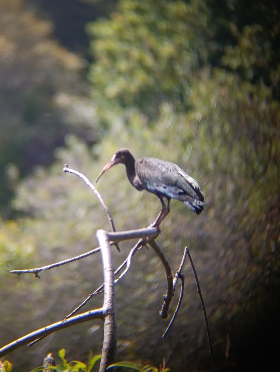 Ibis à face nue - ML641094278