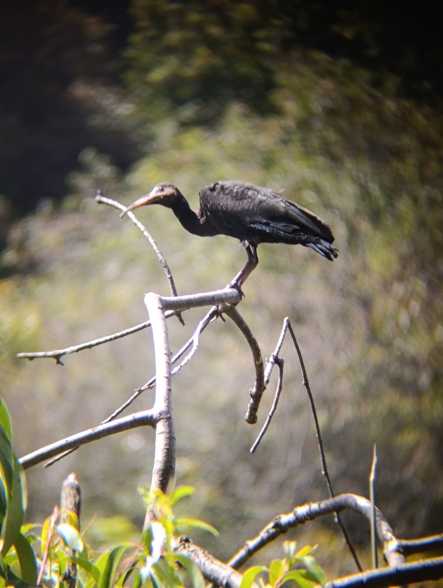 Ibis à face nue - ML641094280