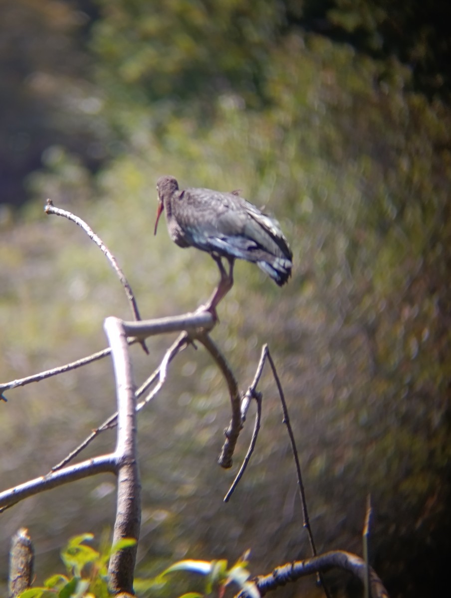 Ibis à face nue - ML641094281