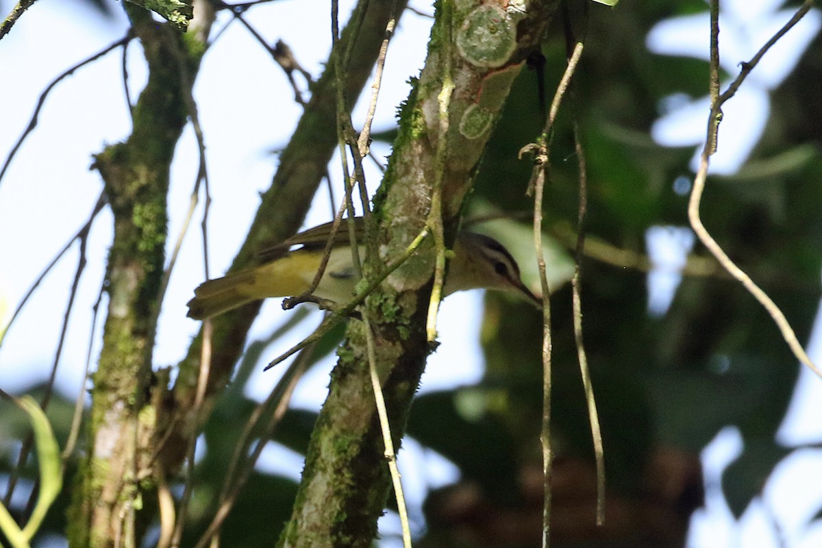 Chivi Vireo (migratory) - ML641094287