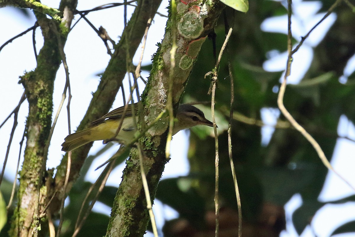 Chivi Vireo (migratory) - ML641094288