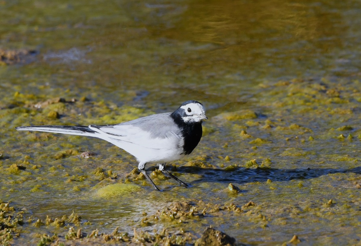 White Wagtail (Masked) - ML641094296
