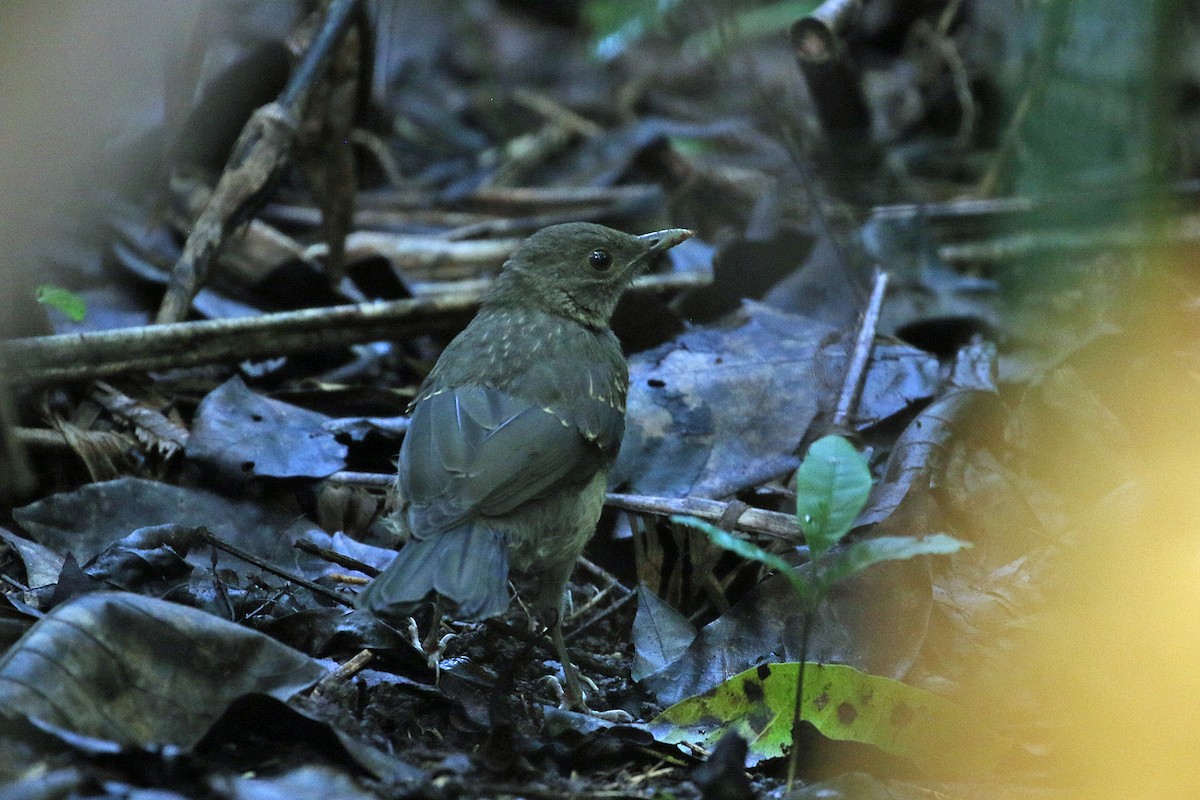 Cocoa Thrush - ML641094298
