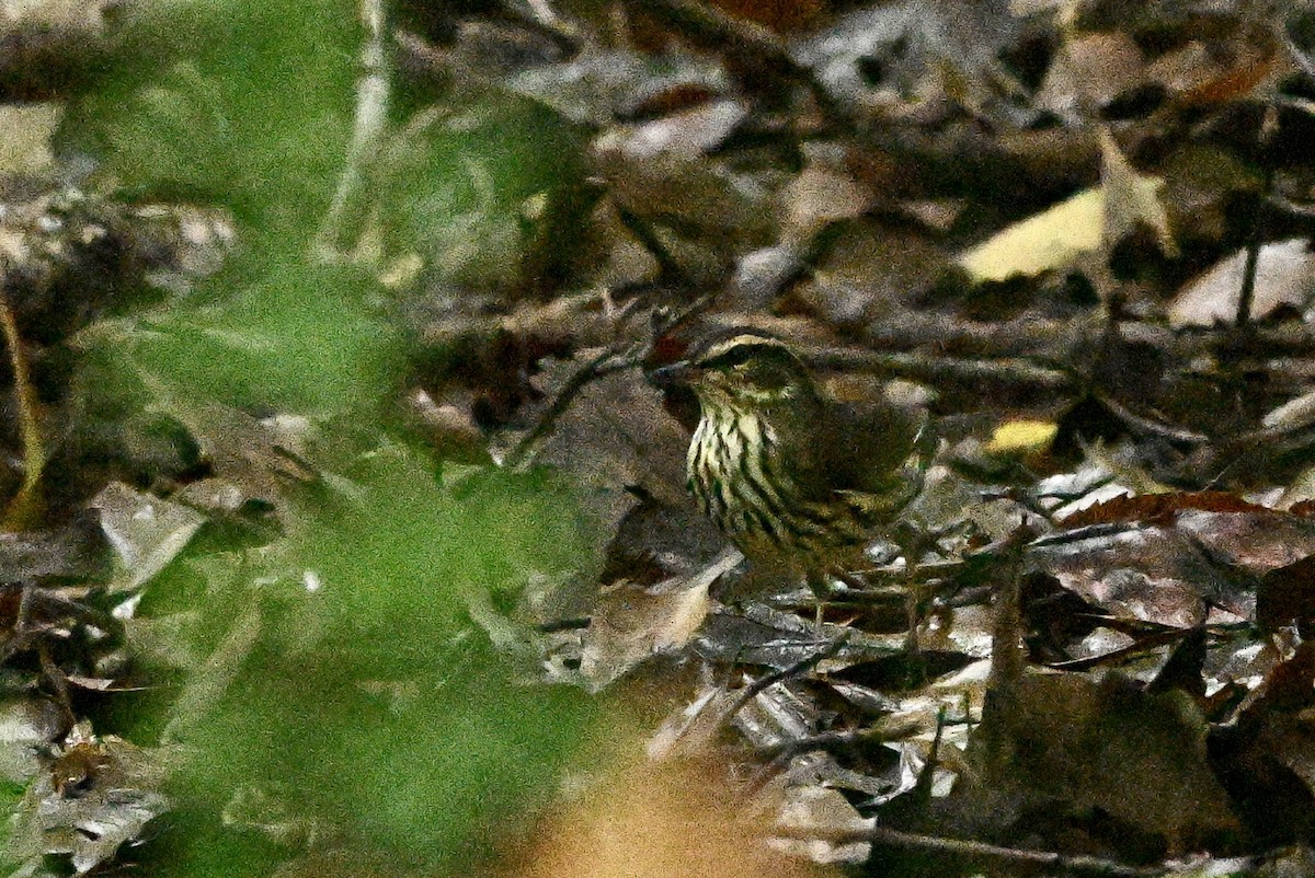 Northern Waterthrush - ML641094299
