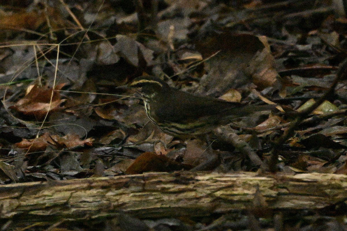 Northern Waterthrush - ML641094300