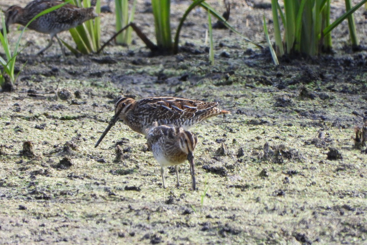 Wilson's Snipe - ML641094307