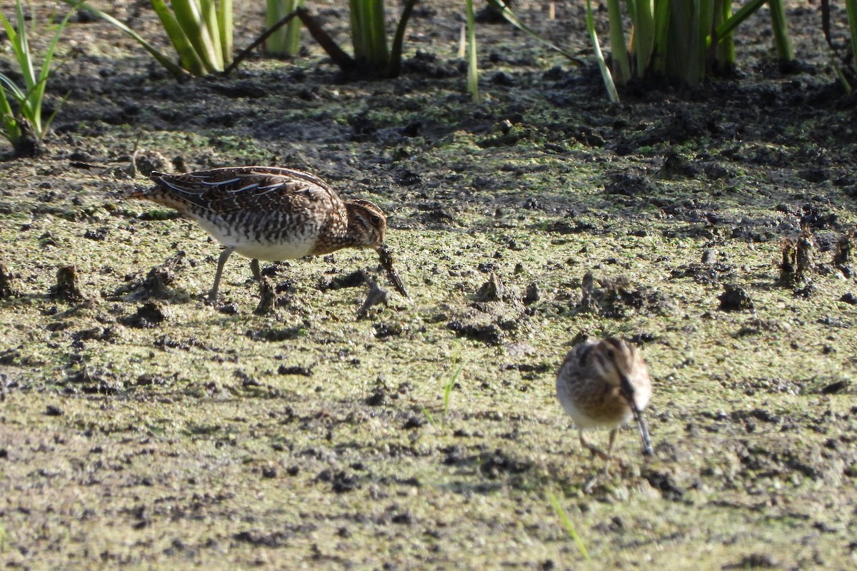 Wilson's Snipe - ML641094308