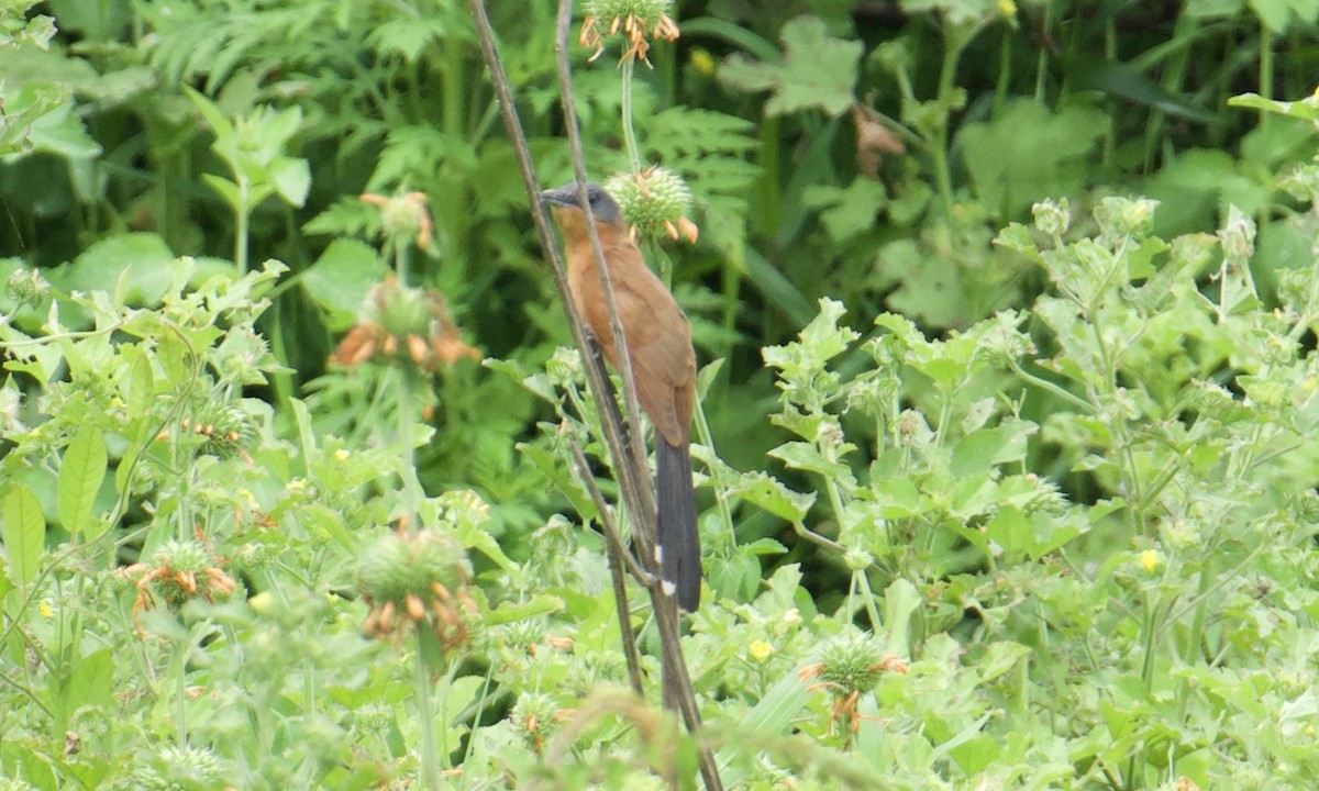Gray-capped Cuckoo - ML641094320